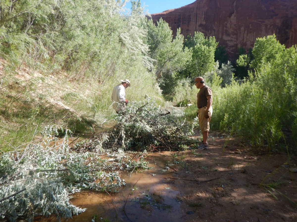 GsePartners's tweet photo. Spend a week in Grand Staircase helping restore natural habitat! We're partnering with @WildernessVols this September to help remove Russian Olive in Alvey Wash. Registration is now open! https://t.co/81xYBPIZ1I https://t.co/F1XDLS9qjU