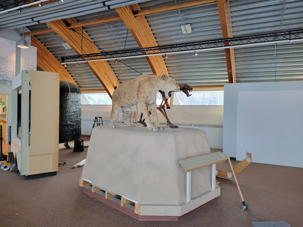 yukonberingia's tweet photo. Big things are happening at the Centre! 👀For #MuseumMonday, let's take a behind the scenes look at some of the work happening as part of the main hall exhibit renewal process. Last week exhibits were moved, old flooring came out, and walls started to go up #BeringiaBTS https://t.co/AIcHTnJ6IU