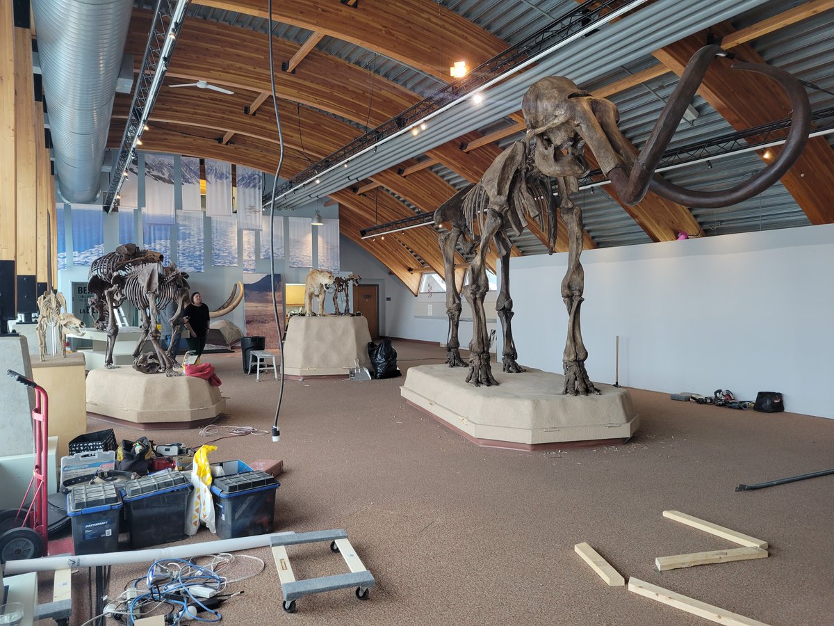 yukonberingia's tweet photo. Big things are happening at the Centre! 👀For #MuseumMonday, let's take a behind the scenes look at some of the work happening as part of the main hall exhibit renewal process. Last week exhibits were moved, old flooring came out, and walls started to go up #BeringiaBTS https://t.co/AIcHTnJ6IU
