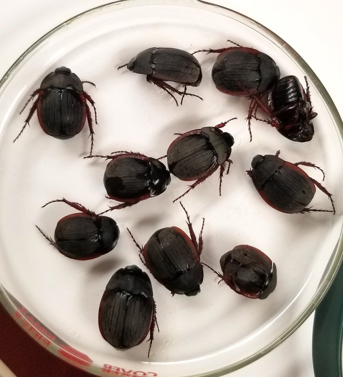 Hexodon is the coolest Dynastinae because it is doing its best to look like tenebrionids.  #CoolerThanMegasoma