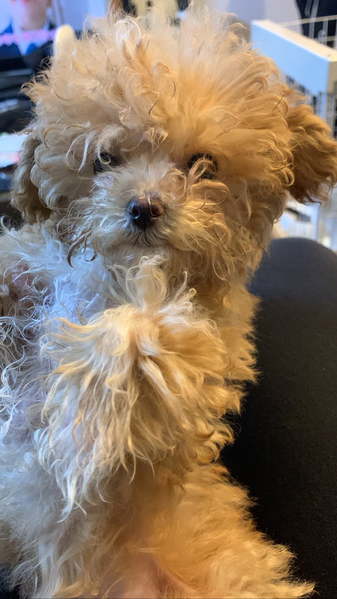 Wan_akr's tweet photo. 可愛い愛犬達🤭🤭 https://t.co/5jBgaadEZB