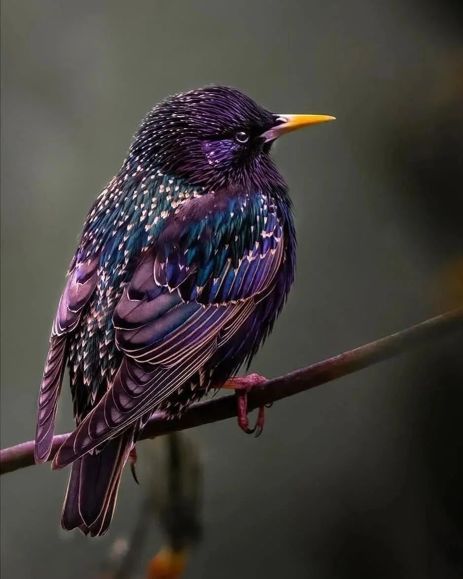 European Starling 🤎💜