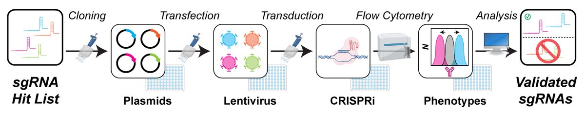 bioprotocolbyte's tweet photo. New in #Genomics:🧬 
Rapid multiplexed flow cytometric validation of #CRISPRi sgRNAs in tissue culture
Full protocol: https://t.co/mP6aJCYGVY

👏@JChorba and colleagues https://t.co/NZTj14rj2h