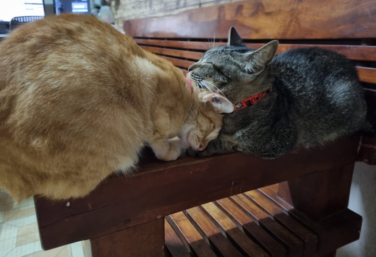 guar_john's tweet photo. @TweetsOfCats https://t.co/kfuFA7qgiN