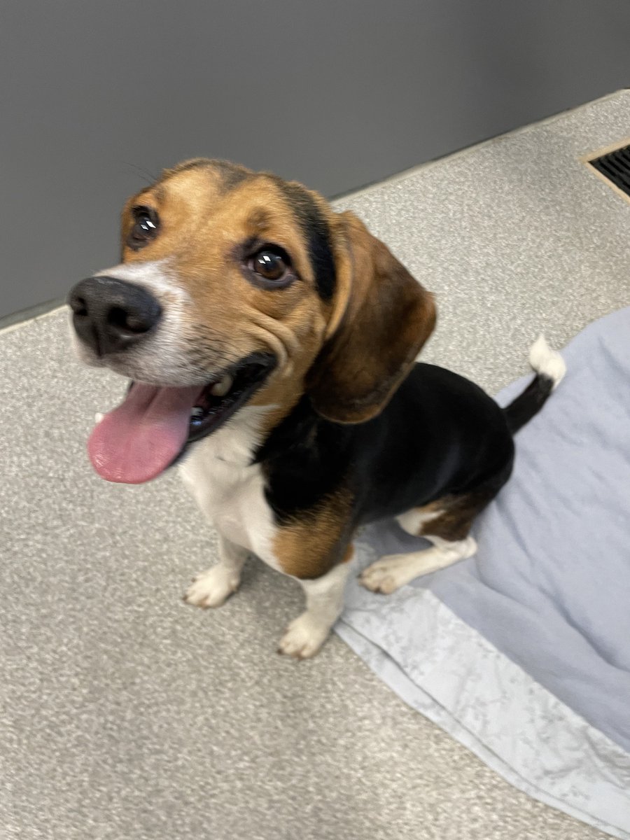 GuelphLostPets's tweet image. Recognize this tri-colour neutered male beagle? Found in the Fife Rd &amp;amp; Wellington Rd 32 area on Jan 23. Wearing black collar; no microchip. If he's yours or you have any info contact Guelph Humane Society at 519-824-3091 or lostandfound@guelphhumane.ca (shelter id ARN19501)