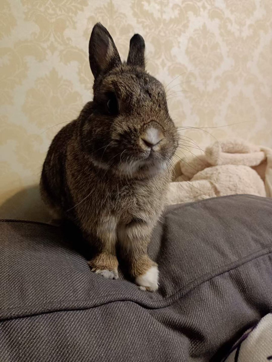 AureaZ7's tweet photo. HAPPY🐰年

#うさぎ #うさぎ好きさんと繋がりたい #うさぎ年 #うさぎと暮らす https://t.co/KlG22ocuL9