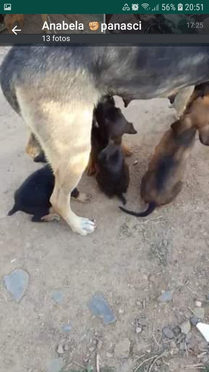 Por favor no dar animales a Soledad Palacios.Adopta por internet, los tira,vuelve a adoptar y asi año tras año!Los mata de hambre,no castra y la gente le sigue dando animales!Reenvíen estas imágenes a todos lados asi queda escrachada por siempre y le sacamos los animales de ahí!