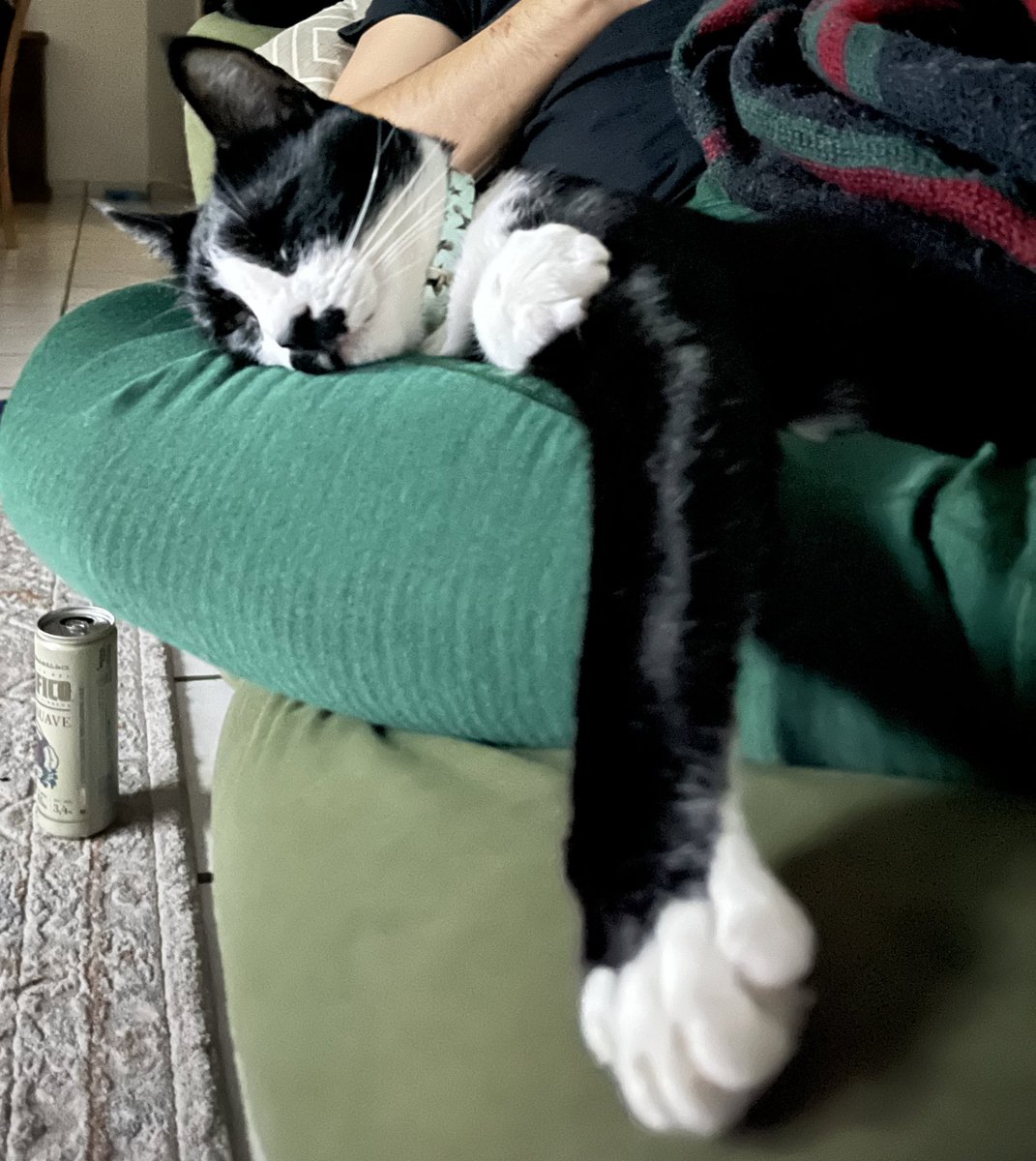 dali_gato's tweet photo. Chamacos esa cheve es de mi apá eh no crean que ando de borrachin yo, solo me quedé dormidito bien agusto 😴 https://t.co/mJCGItyxzU