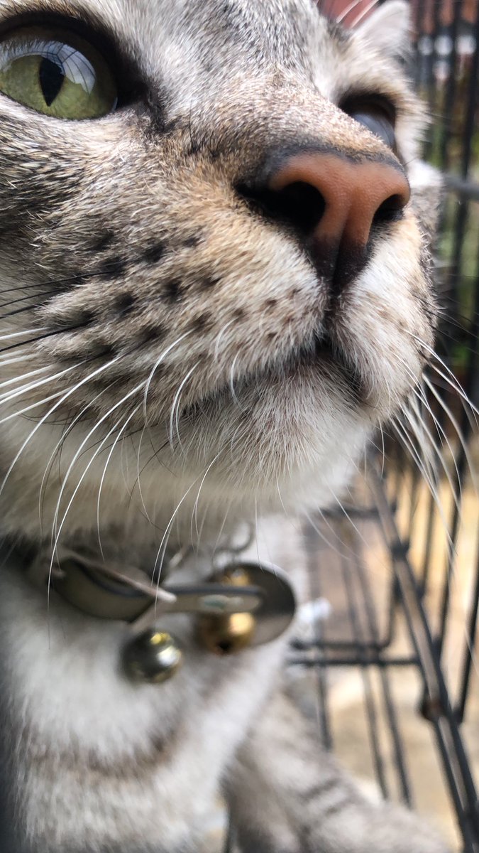 edyham's tweet photo. Kucing kesayangan saya nama Tino walaupun ia seekor kucing Jantan 😀😂 #dsh #kucingkampung #alangbronok https://t.co/fQ3Kbe8cJF