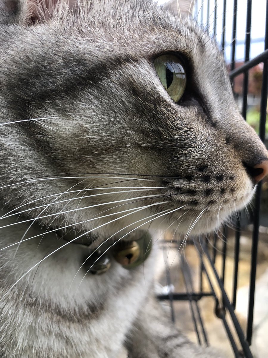 edyham's tweet photo. Kucing kesayangan saya nama Tino walaupun ia seekor kucing Jantan 😀😂 #dsh #kucingkampung #alangbronok https://t.co/fQ3Kbe8cJF