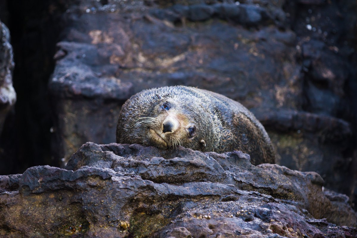 National Parks Conservation Trust (@ozparkstrust) on Twitter photo ☀️The perfect way to spend summer!🏖
An Australian fur seal🦭just chilling at Booderee National Park.
Read more about our work here parkstrust.org.au/projects/
#seebooderee #Jervis #conservation #biodiversity #australianmarinespecies
📷<a href="/Parks_Australia/">Parks Australia</a> ☀️The perfect way to spend summer!🏖
An Australian fur seal🦭just chilling at Booderee National Park.
Read more about our work here parkstrust.org.au/projects/
#seebooderee #Jervis #conservation #biodiversity #australianmarinespecies
📷<a href="/Parks_Australia/">Parks Australia</a>