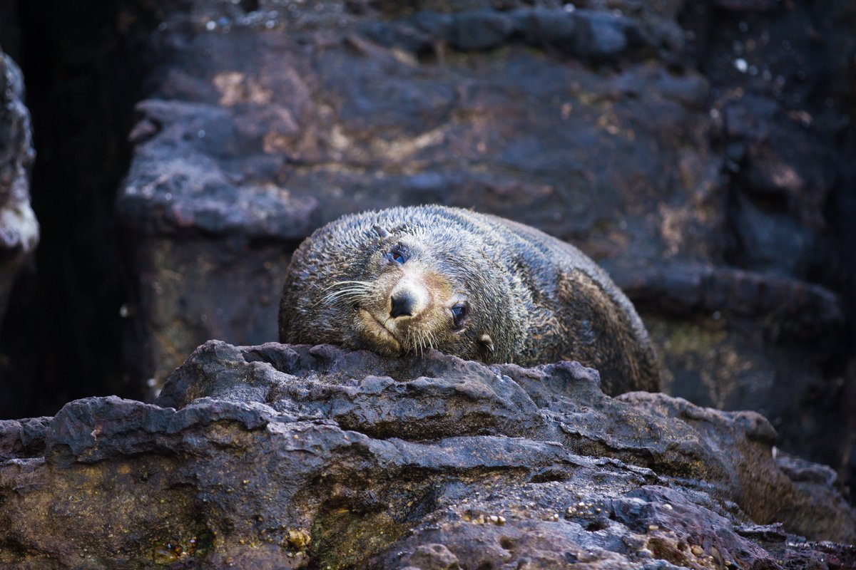 ☀️The perfect way to spend summer!🏖 An Australian fur seal🦭just chilling at Booderee National Park. Read more about our work here parkstrust.org.au/projects/ #seebooderee #Jervis #conservation #biodiversity #australianmarinespecies 📷@Parks_Australia