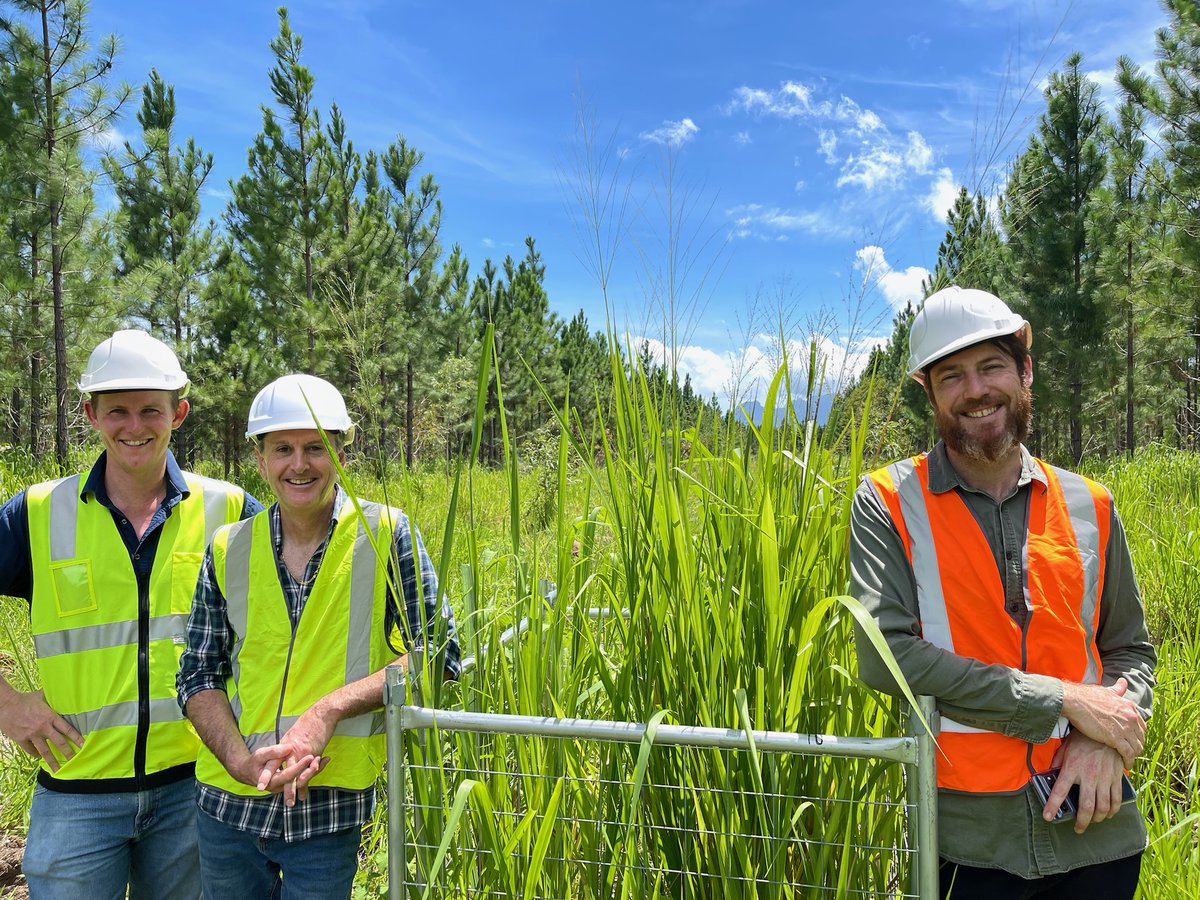 CAN CATTLE AND TREES GROW TOGETHER? 🐂🌲
CQUni Ag’s Dr Thomas Williams and research assistant Grace Dendle have been busy collecting pasture samples from a forestry site near Cardwell as part of a silvopasture project. @CRC_NA @CQUniAg @DAFQld @TimberQLD