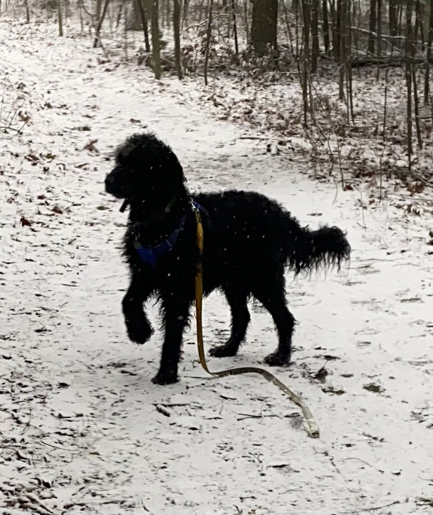 nanamary68's tweet photo. #DogsofTwittter #dogsarelove #dogsarefamily #DogsOnTwitter #goldendoodlesrock #mybestfriend #ziggyboy https://t.co/09Ij39ckVD