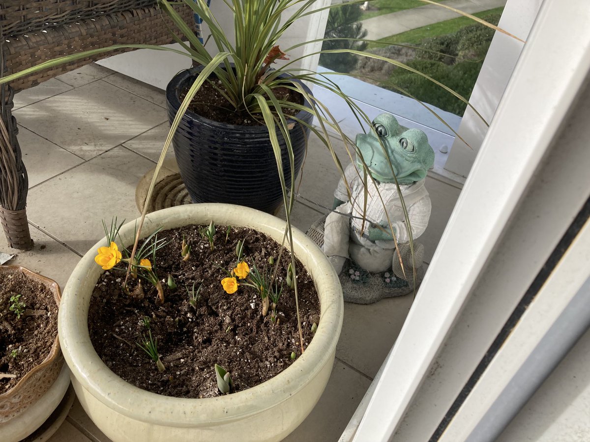 Gail_Nestel's tweet photo. Spring begins in Southwestern Canada @jonimitchell #LittleGreen🙏 “There’ll be crocuses to bring to school tomorrow”💖 https://t.co/EzW7ZuEvki