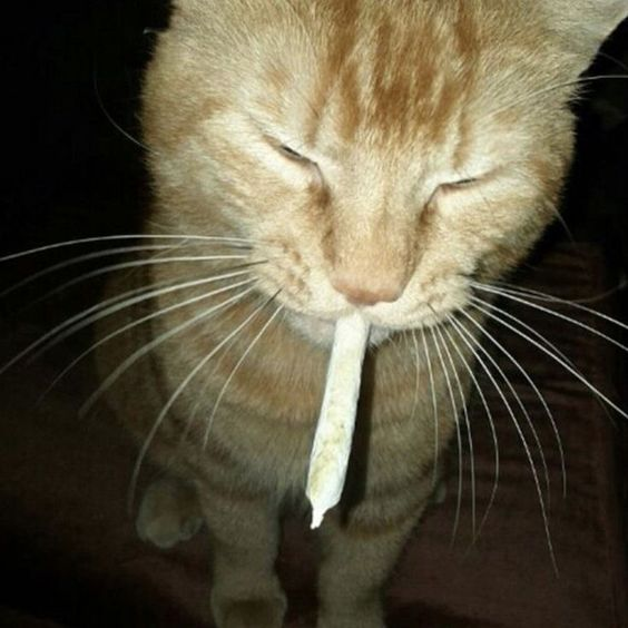 lol‎ ‎ tweet media