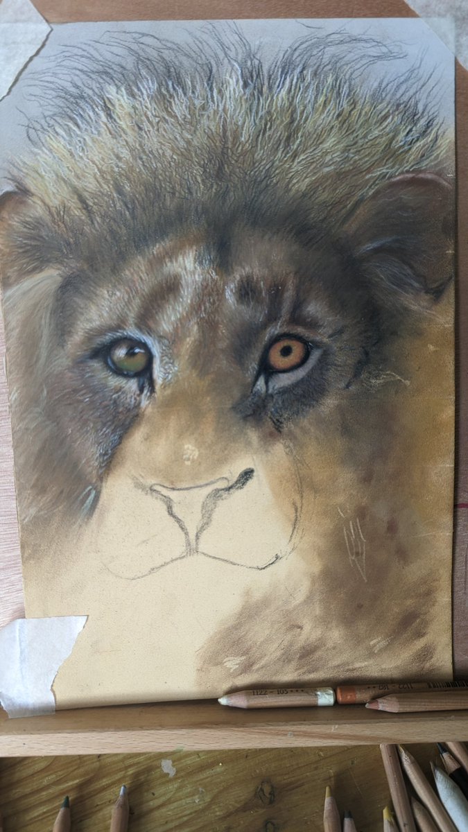 #WIP I'm slowly making progress. 
#Lion #lionpainting #lioninpastels #lionart #pastelartist