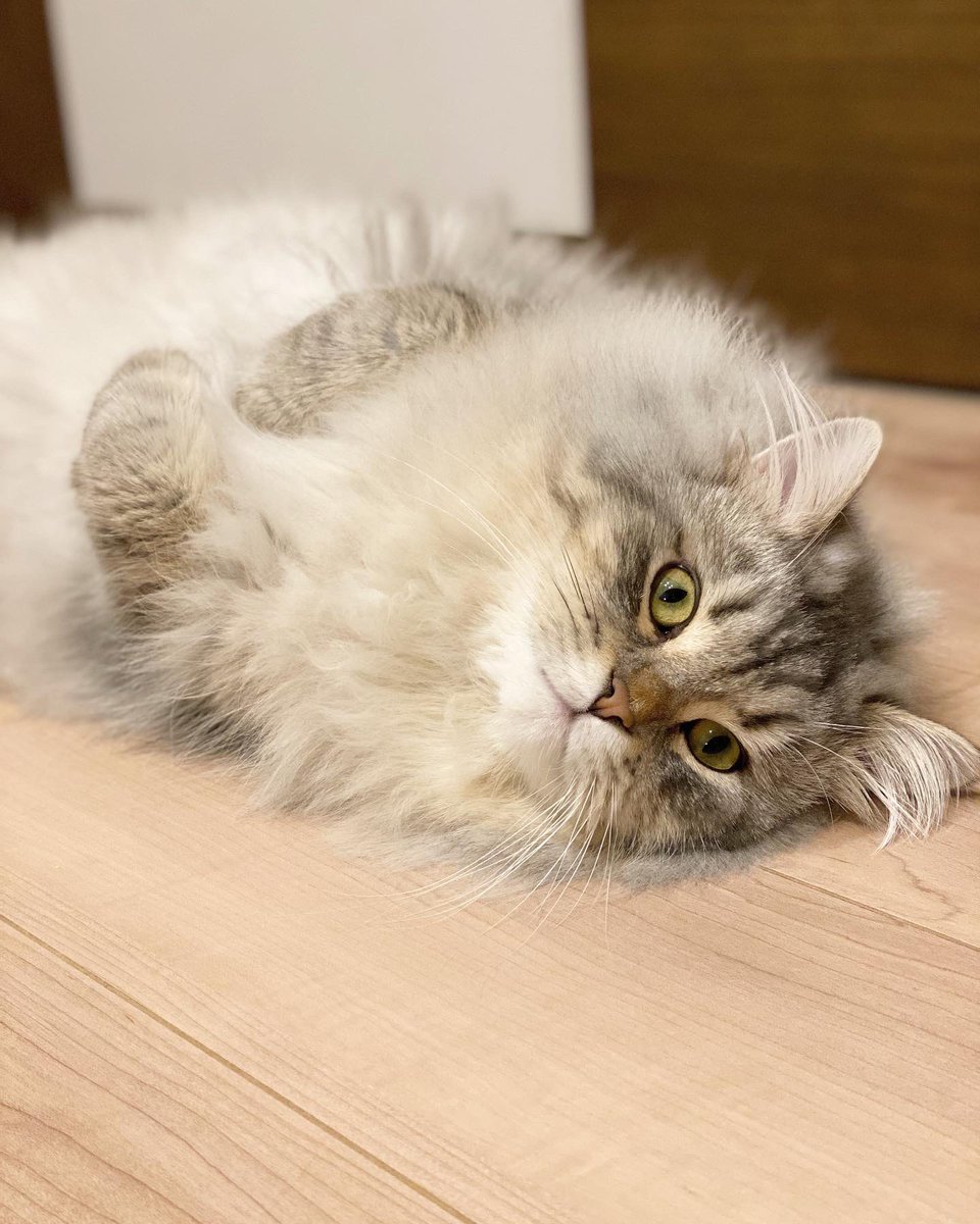 denden_1202's tweet photo. ちょっとワニ目で怖いけど、
おてての位置可愛いな😂💕

#猫
#サイベリアン
#へそ天
#猫のいる暮らし https://t.co/3tpaPkdBnt