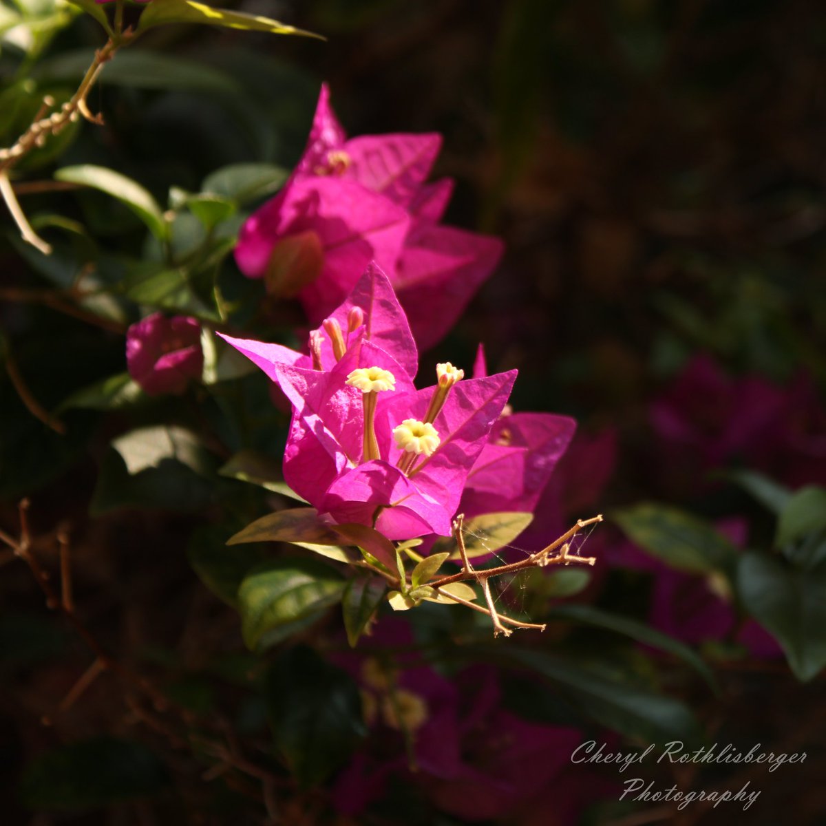 CherylRPhoto's tweet photo. Bougainvillea 🌸
#tropical #flowers #purple #pretty #naturephotography #hawaii https://t.co/DpYZSOUM6U