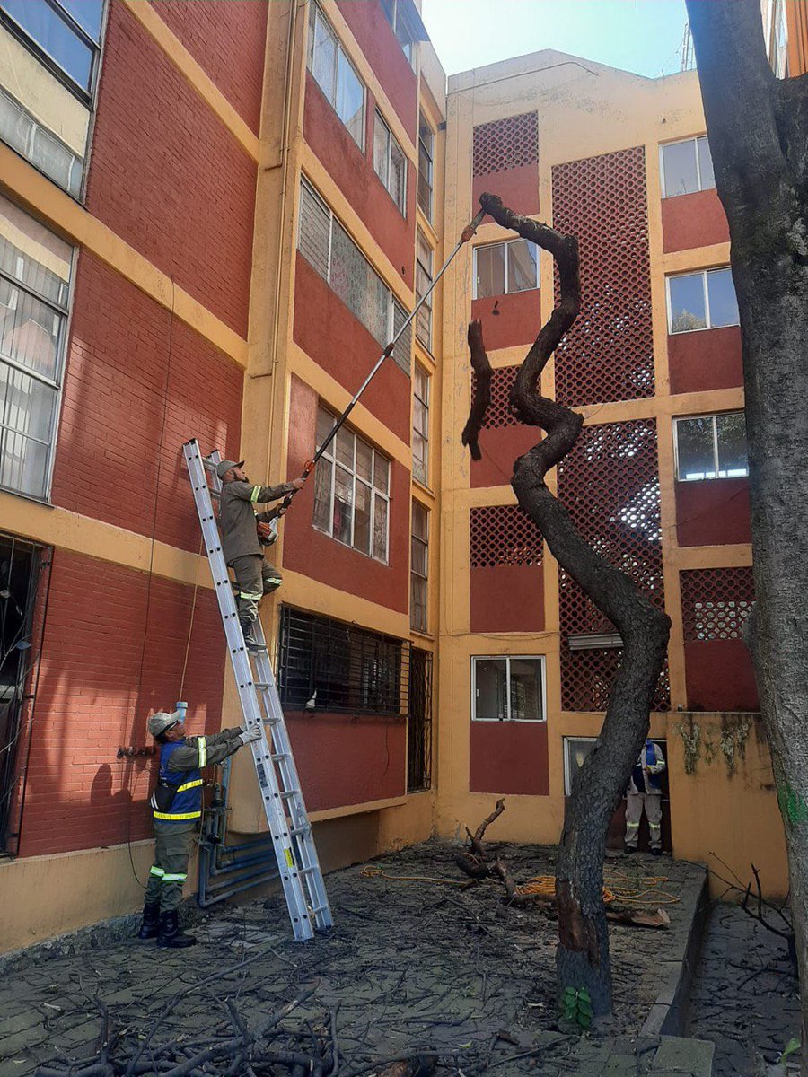 Alcaldia_Coy's tweet photo. Siguiendo las instrucciones de nuestro alcalde Giovani Gutiérrez, el equipo de la Subdirección de la Territorial Pedregales realizó trabajos de poda, clareo y liberación de espacios en la colonia Pedregal de Carrasco.

#ContigoSomosImparables https://t.co/yEI9yPGj3r
