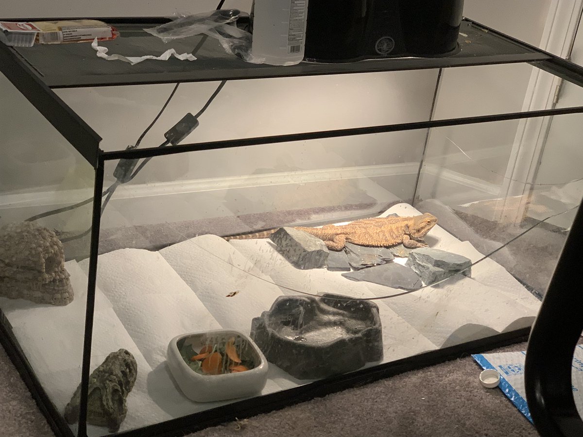 Sir bites a lot decided to stop attacking me so I can clean his enclosure