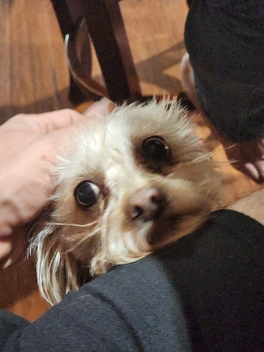 Got my hotel for my Japan trip. Less then a month until I fly to Japan.

Here is a unrelated photo of my mom's dog.