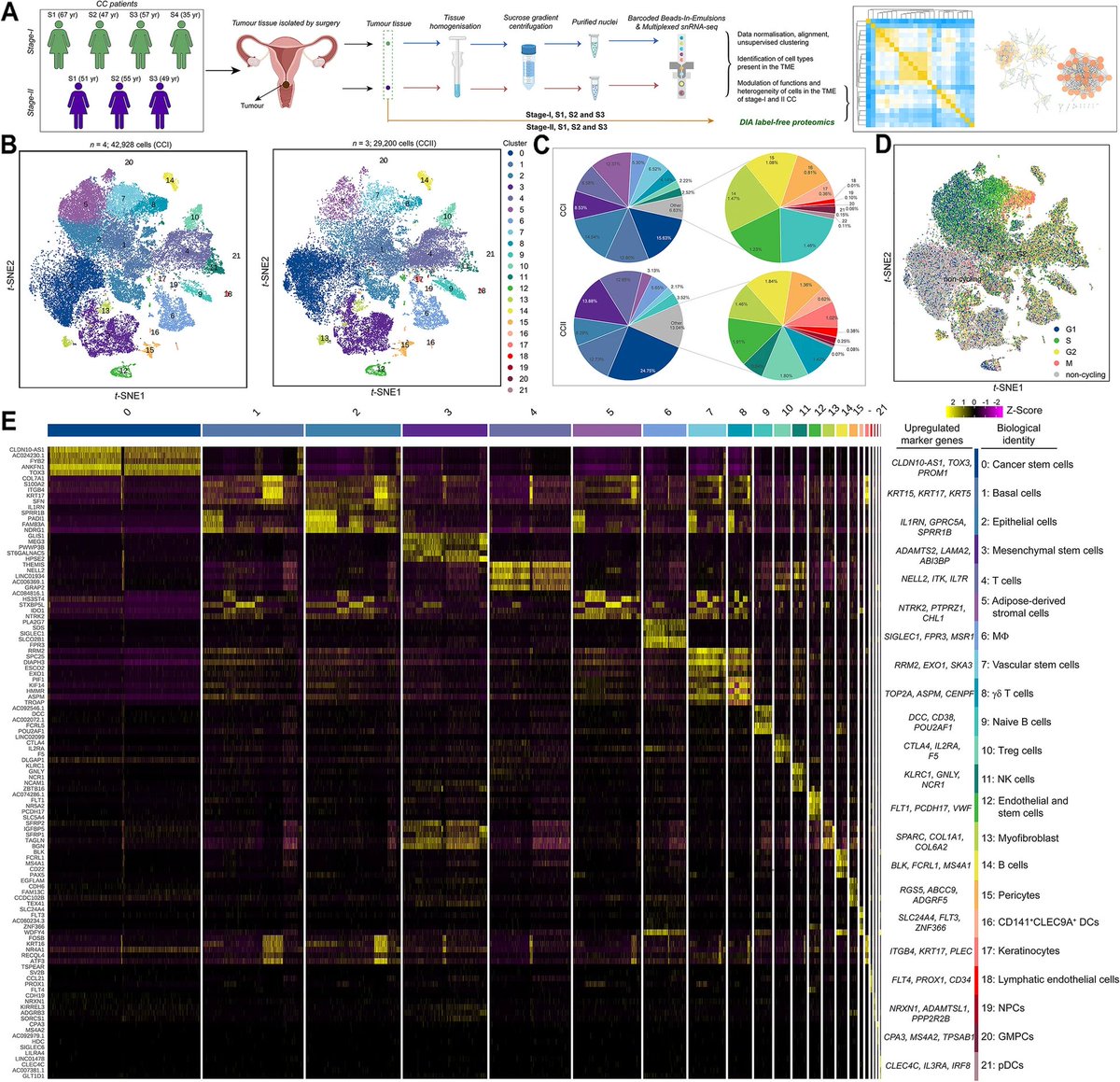 becavallazzi's tweet photo. 🔬Exciting news! Our latest research on #cervicalcancer has just been published! Find out more about the molecular differences between stages 1 and 2 in our new paper: https://t.co/kJCs3Fmqa7 🔥💻 #cancerresearch #proteomics" https://t.co/KU1ArsEB2n