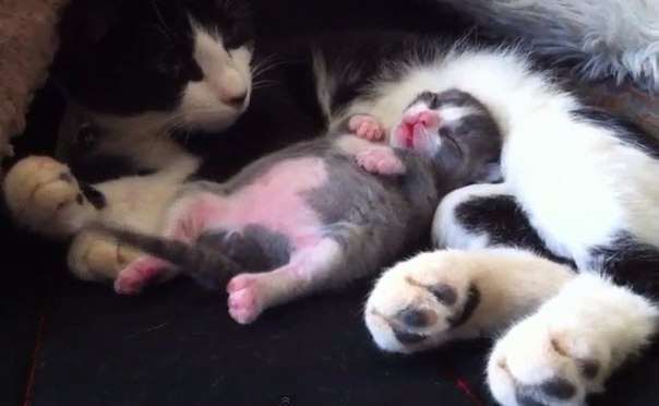 Hum bimbly tweet media