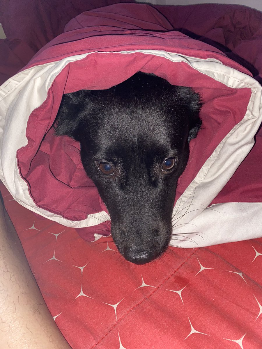 Master__AJ's tweet photo. So cold 🥶🥶
#petlover #dog #sweater https://t.co/YCmTU9yckd