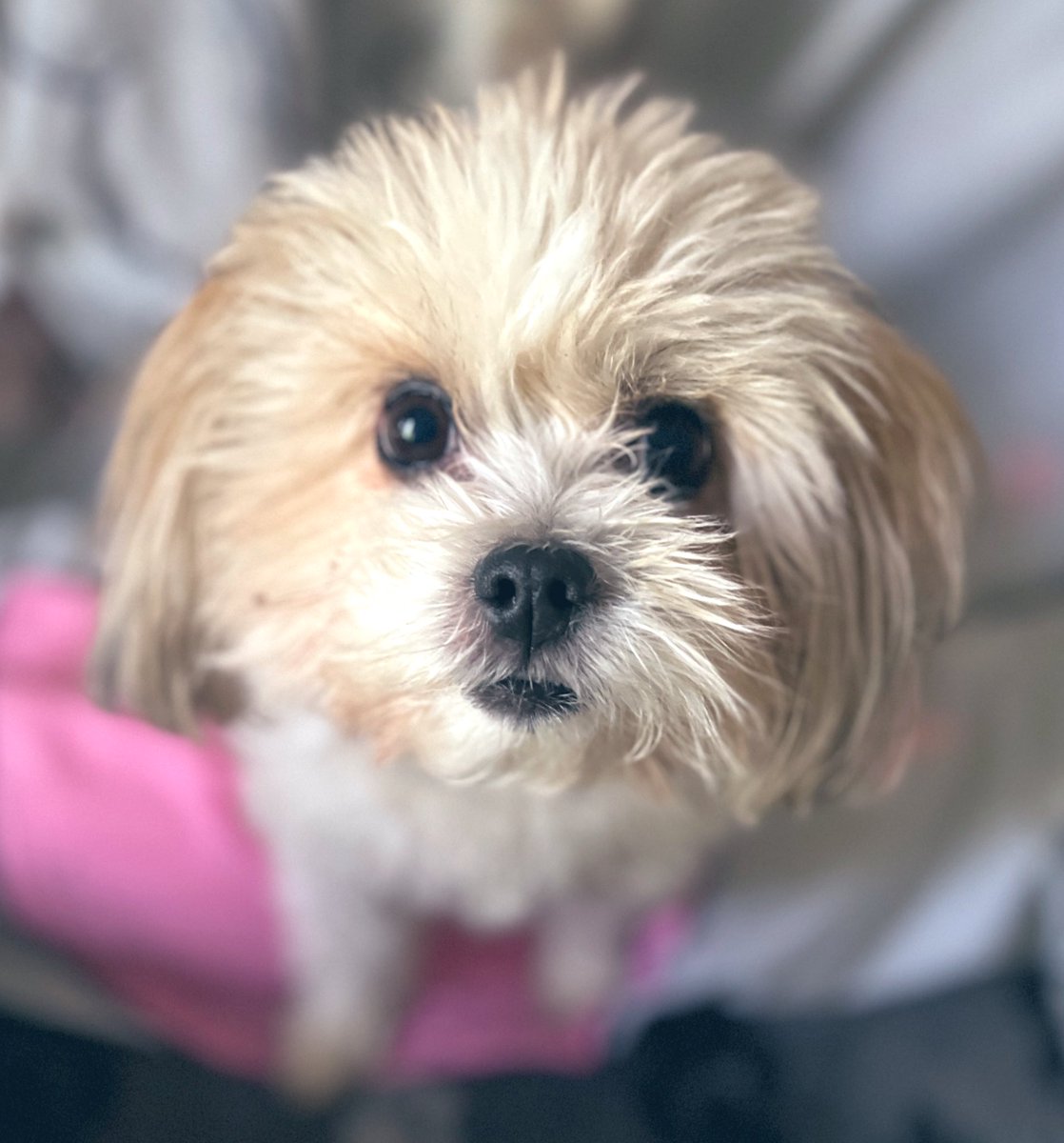 Paw pals - need your help.  The hooman says I’m 2 fur friends away from 4000 followers. If I make it by end of week then I can have roast lamb dinner  inc veg! nom nom. Pls can you help us? Woof woof in advance #ZSHQ  #dogs #dogsoftwitter #cats #shorkie #shihtzu #iampuh 🐶🐾💕