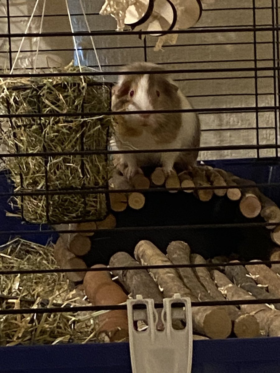 rynluvscats's tweet photo. Retweet if your bmi is lower than my Guinea pigs🥺🥺 https://t.co/rWCJWexl1l