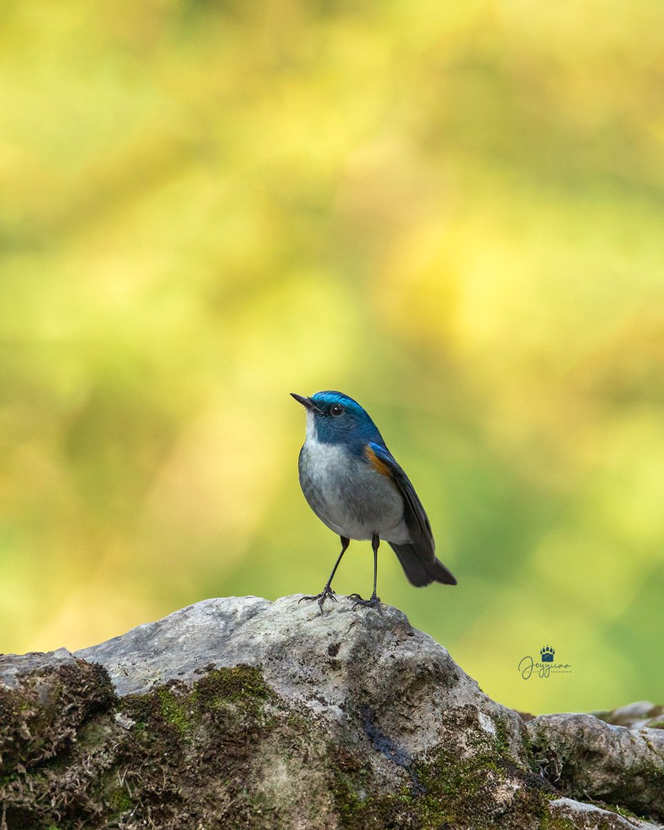 joyyiiaa's tweet photo. Orange flanked bushrobin from Margalla Hills National Park, Islamabad. 

#BirdsSeenIn2023 #birdsphotography #birdsofmargallahills #birdsofinstagram #birdsofpakistan
#wildlifephotography https://t.co/1W2TU3LCqc