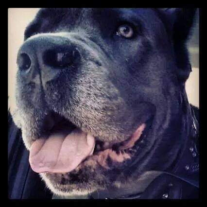 MarliskaB's tweet image. #Donatella
#RiposaInPace
#BabyBlu
#MissU