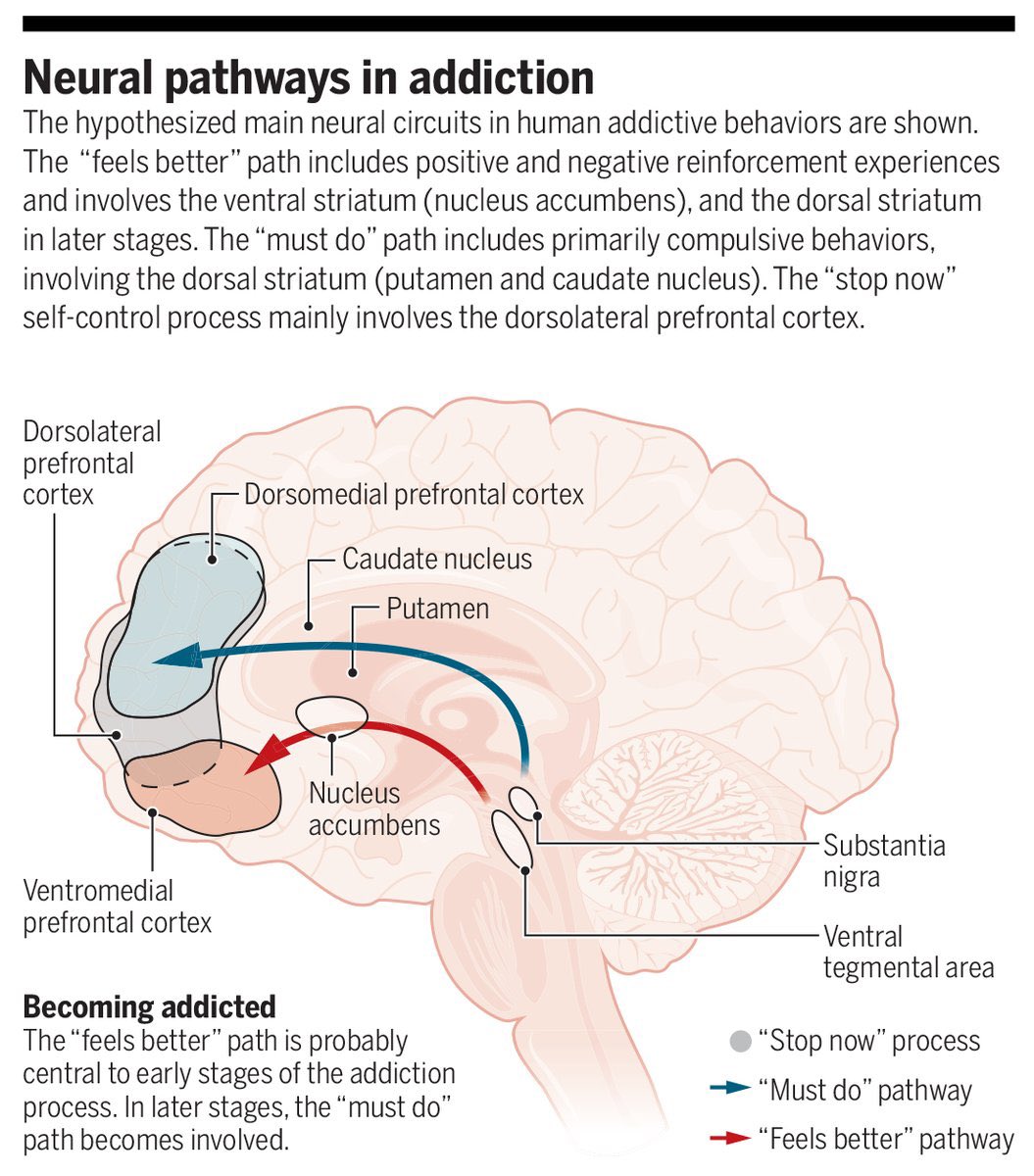 isciverse's tweet image. Neural pathways in addiction

@ScienceMagazine #scicomm #news #Technology #Tech #NewsBreak #Trending #research #science #AcademicTwitter #MedEd #MedTwitter 

science.org/doi/10.1126/sc…