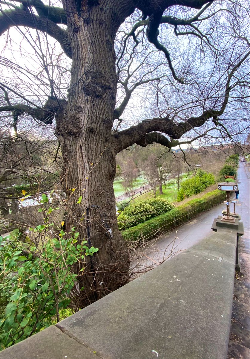 Regal #ThickTrunkTuesday #Tree #PrincesStreet #Gardens #Edinburgh