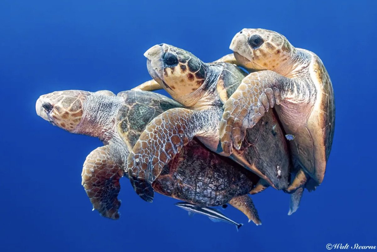 seaturtleweek tweet media