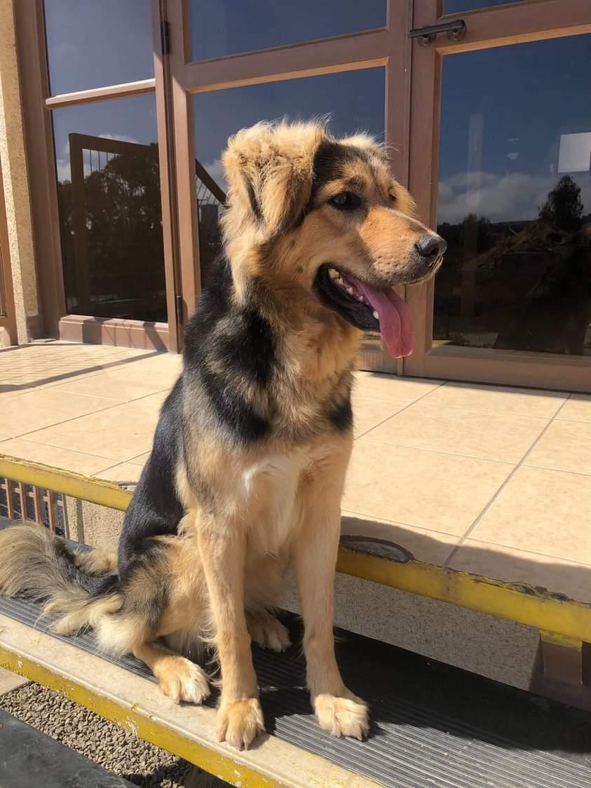 AnimalParaiso's tweet photo. Esta joven y hermosa perrita busca un hogar con suma urgencia, fue abandonada por un auto en la entrada norte de Viña del Mar, es un amor y ni siquiera sabe andar en la calle, corre muchos riesgos. 😞

Contacto y más información WhatsApp: +56961248276.

Favor compartir. 🙏 https://t.co/ybeQOJk5I6