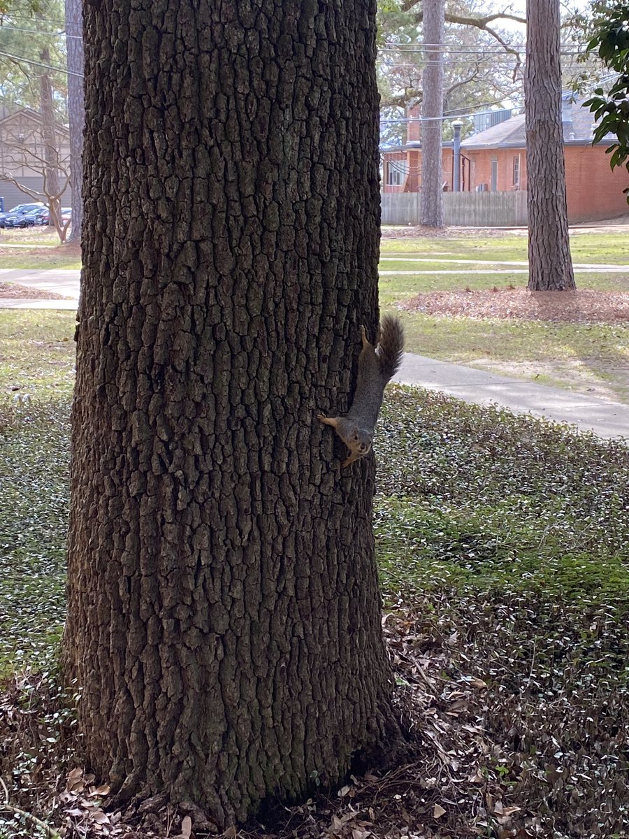 lcusquirrels's tweet photo. besties we’re back https://t.co/aYOKF7CtPQ
