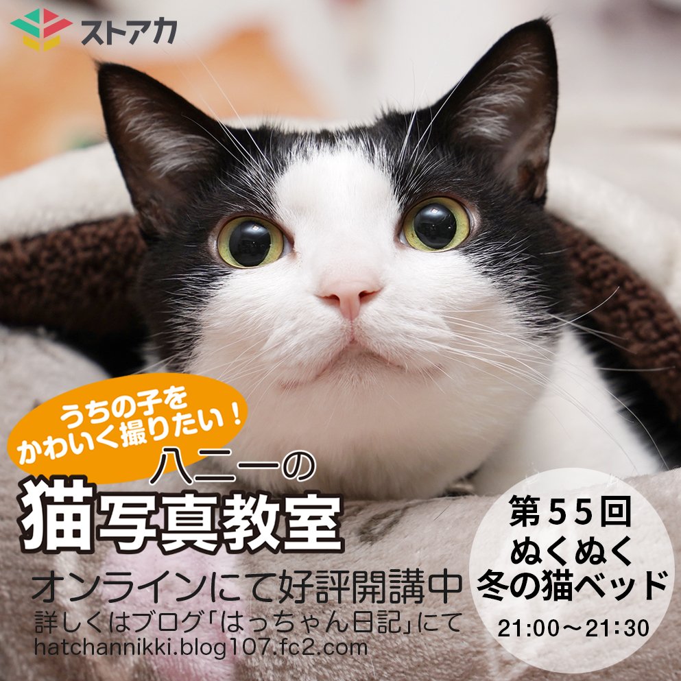 猫のはっちゃん日記 はっちゃん等身大ぬいぐるみ 廃番 入手困難