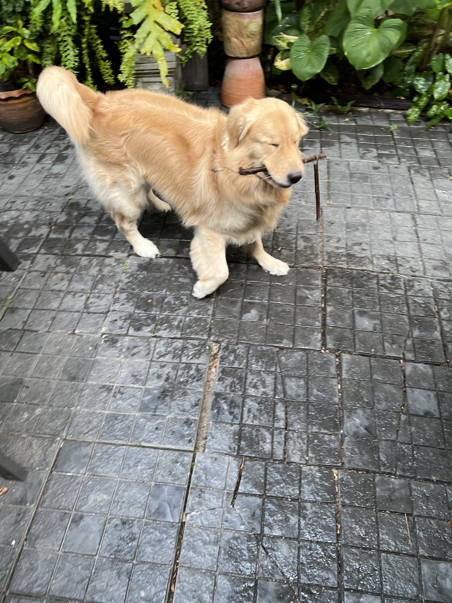 มันนี่เป็นโกลเด้นหูเล็ก 🦮🐶 tweet media