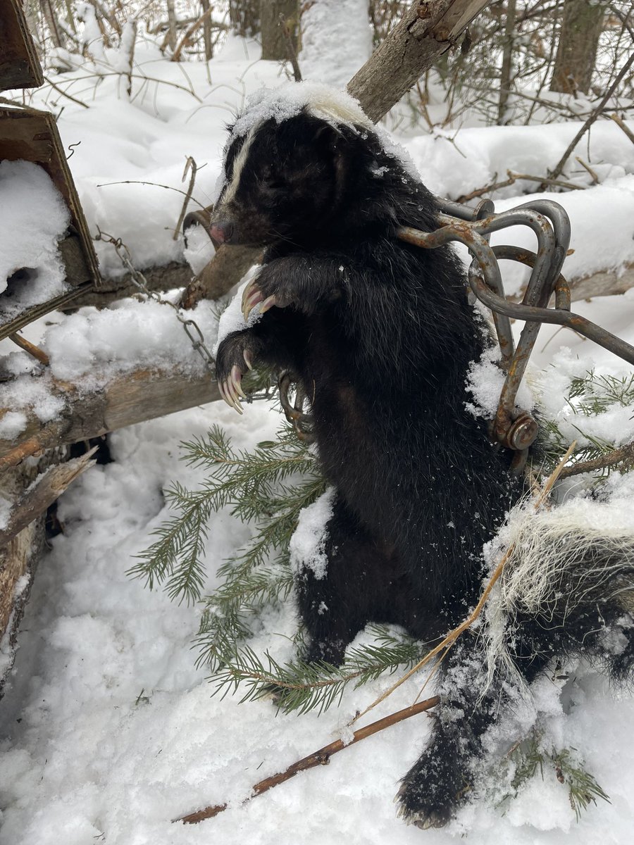 Dead Pine Collective tweet media