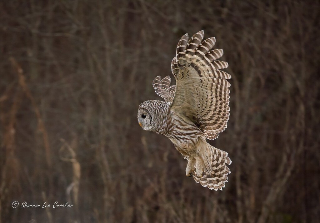 I wasn't going to post this as it isn't sharp - but I just love those wings so I couldn't resist!  #untamednewyork #barredowl instagr.am/p/Cnx-8A2uBUW/