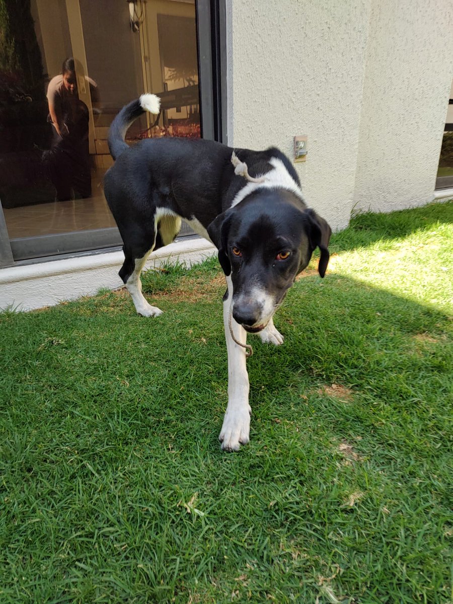 ladifux's tweet photo. Perrita perdida en zona lindavista, se ve que es de casa y que tiene poco que se salió. Trae collar azul-grisáceo sin placa, es de talla grande, super cariñosa y está educada, RT por si alguien la anda buscando 🥺 https://t.co/S3oJ0JsUMR