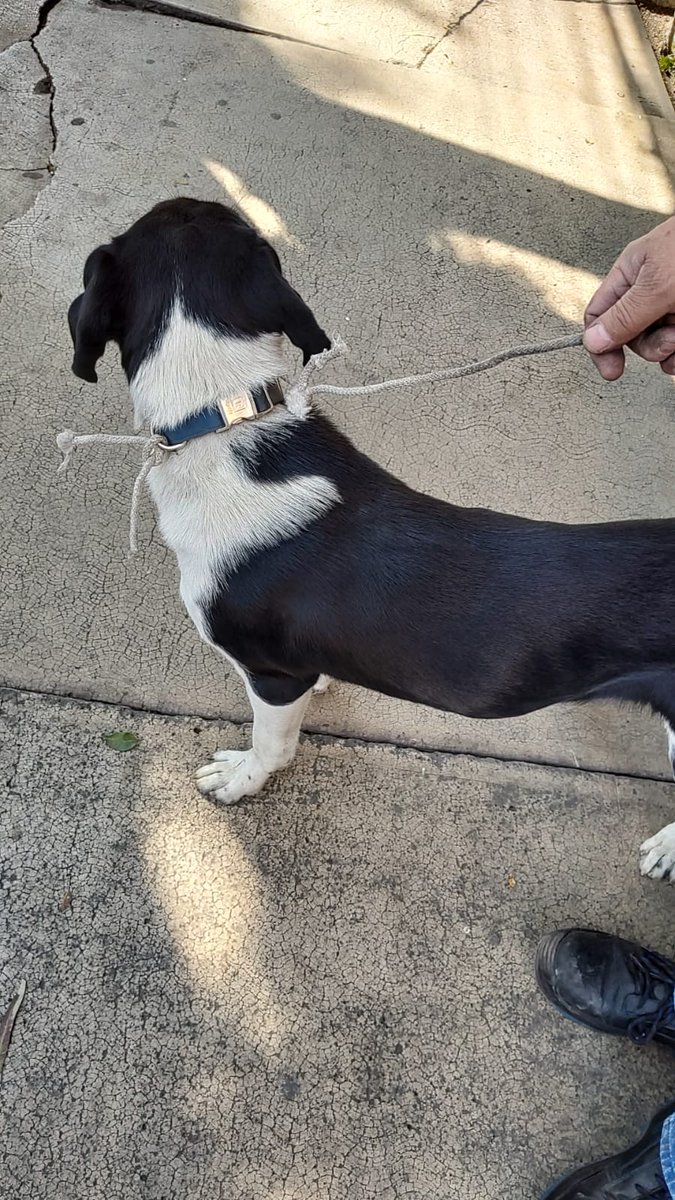 ladifux's tweet photo. Perrita perdida en zona lindavista, se ve que es de casa y que tiene poco que se salió. Trae collar azul-grisáceo sin placa, es de talla grande, super cariñosa y está educada, RT por si alguien la anda buscando 🥺 https://t.co/S3oJ0JsUMR