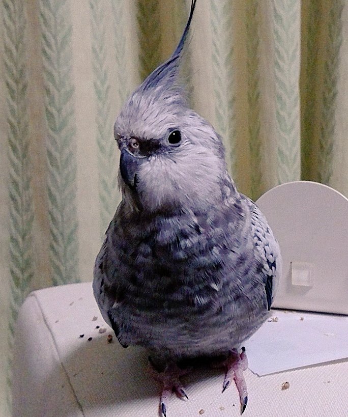 rlDQb7l0X0H858V's tweet photo. 22年9月15日 #青森市 安田で迷子の #オカメインコ （白✕グレーパールWF）探しています
どこかで保護され元気でいると希望を持ち続けたいです
うちに帰ってこれますように
皆様RTやいいね、ありがとうございます
 #インコ #保護 #迷い鳥 https://t.co/Yut8OfoVKY