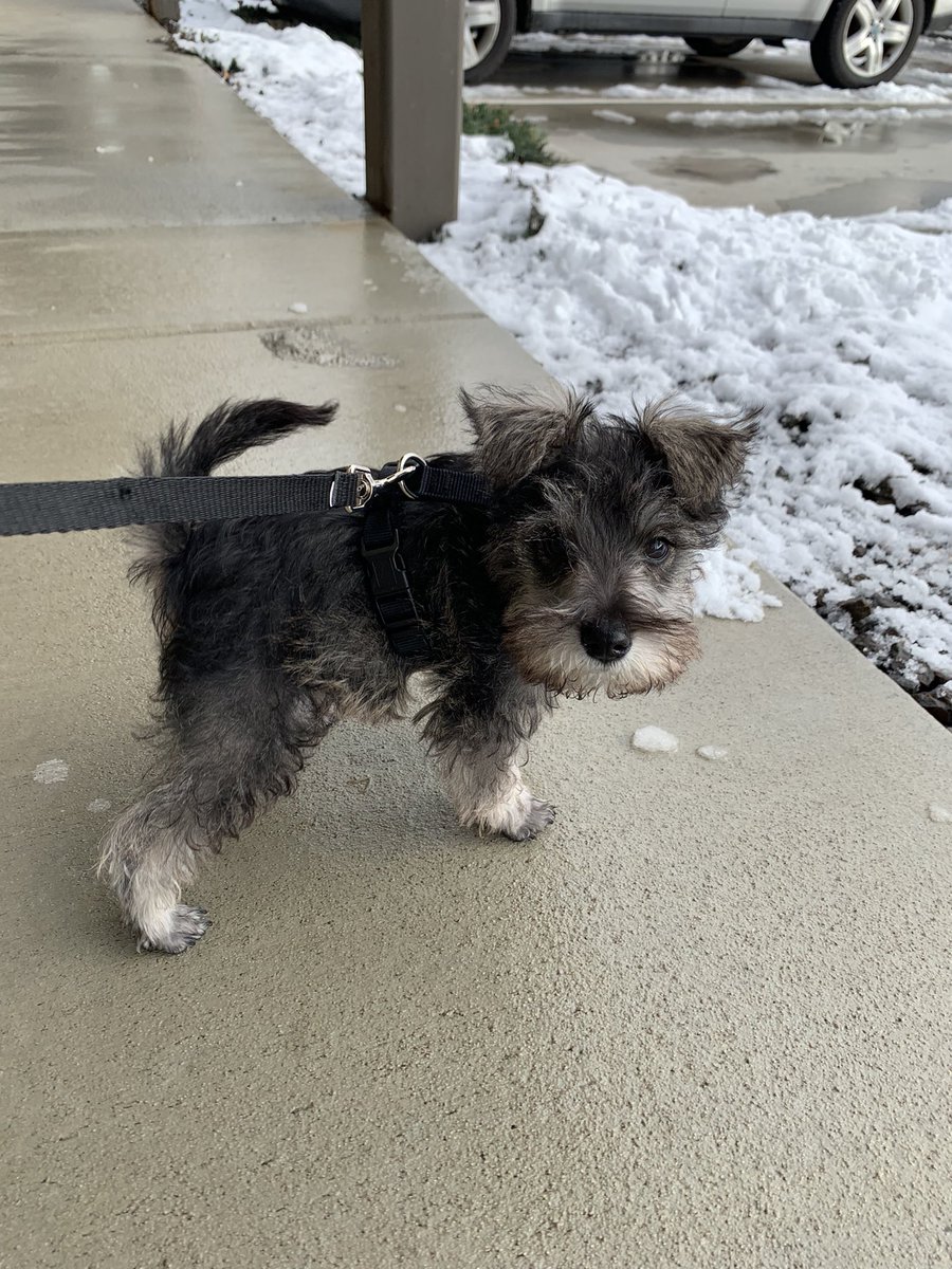 anukaisu's tweet photo. @Athena Going home after 3 months of travel nursing assignment, bringing this little guy with me🥰😍 https://t.co/vrMEuIJoS0