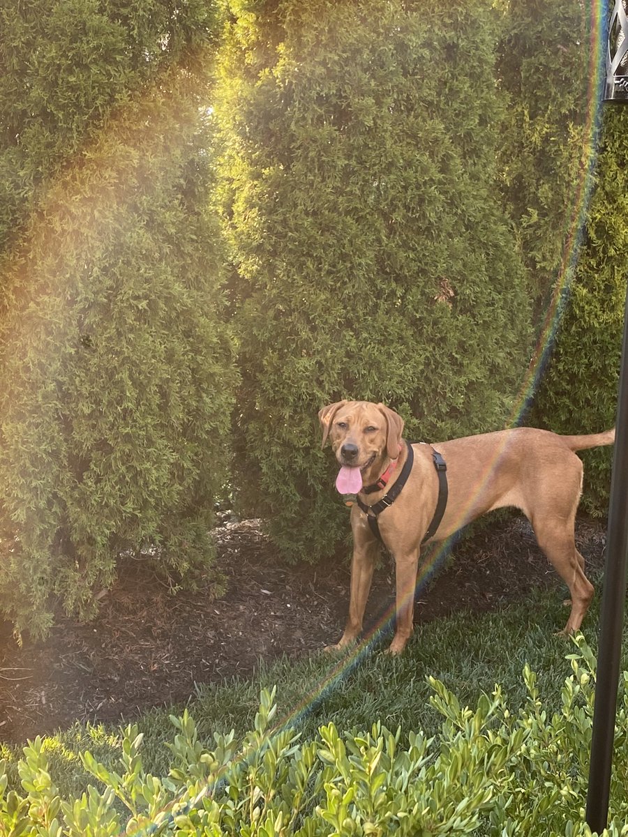 NoNoNotorious4's tweet photo. @bunsenbernerbmd This is Maggie. We adopted her July 30, 2022. By the time she turned 2 in August, we were the fifth home she'd had. (Surrendered by a family to a shelter, to a foster, to a foster, to us) She is our Derp Queen. ❤️ I don't remember who we were without her. https://t.co/rzKmcD8SgG