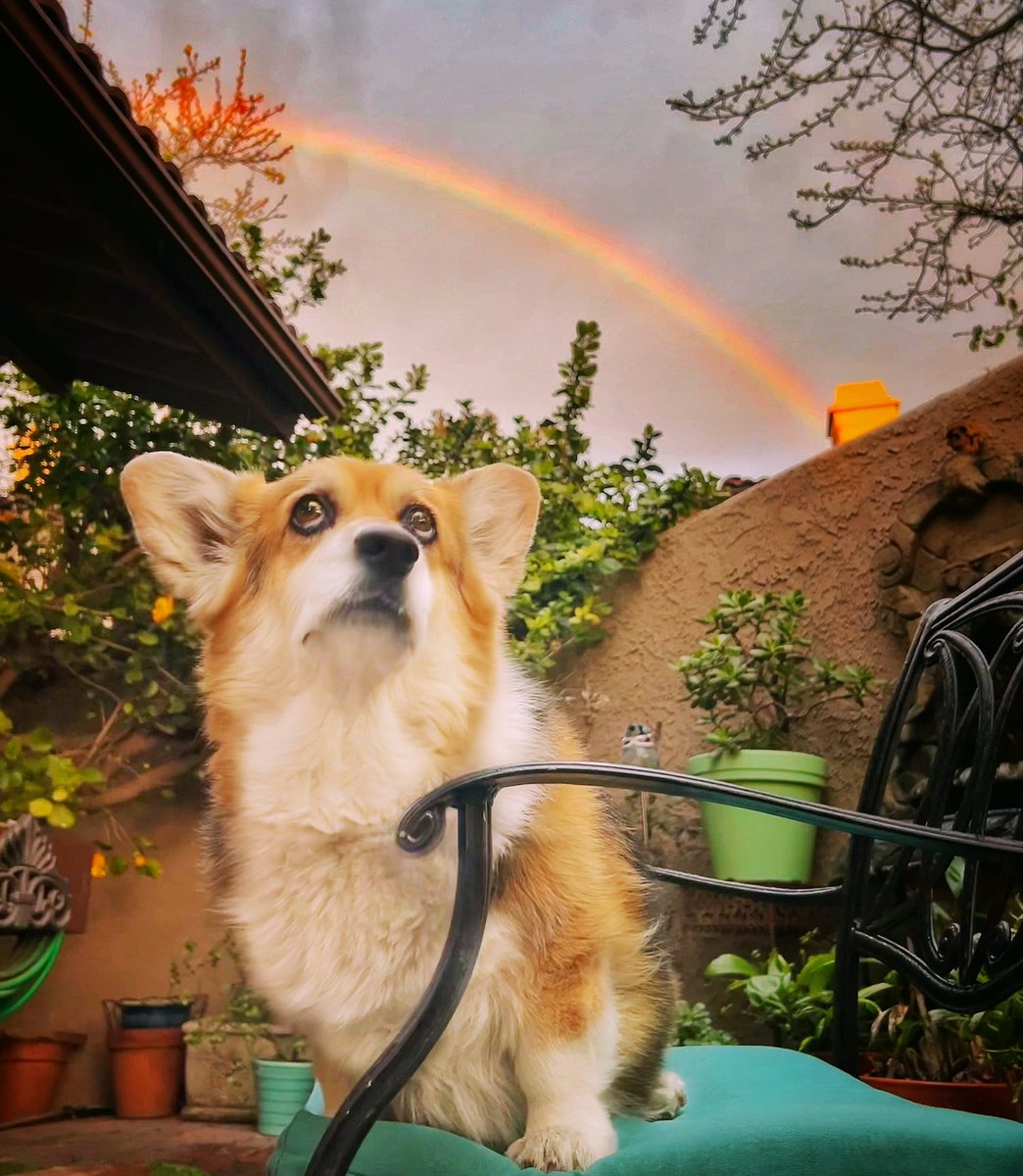 Zero disapproves of being asked to sit in the rain for a rainbow photo… but honestly, who takes rainbow photos without a corgi in it? Who takes any photos without a corgi in it? #PutACorgiOnIt #CorgiEverything