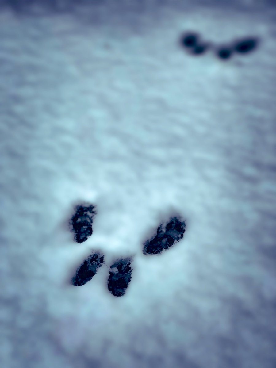 SmileTurn1's tweet photo. Like snowflakes 
Your words fall Silent! 

#winterpics✨❄️ https://t.co/etWAGfHsKu