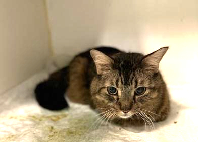 PeterAskin1's tweet photo. One last plea for this darling he!
Oldie Symba needs us you &amp; me!
He may die in #NewYork this cat of the tabby kind!
You could adopt if you're of a mind
a sweet old man you would find!
They may kill on 01/24 I've being told
but pledge &amp; he may get a rescue hold!
BEYOND LAST CALL! https://t.co/szkYSxknxd